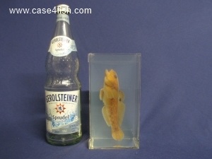 Foto Galerie/Gobiiformes/Neogobius melanostomus/Neogobius melanostomus_08_S.jpg